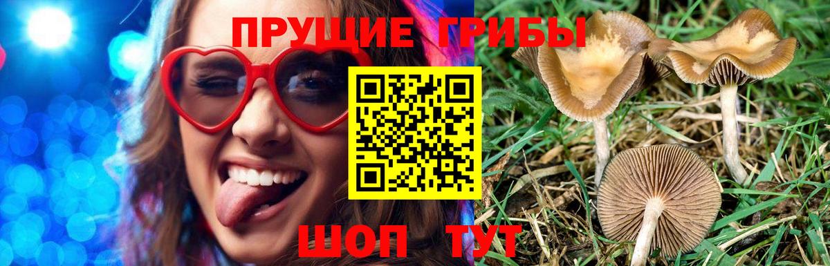 Псилоцибиновые грибы Cubensis Волжск